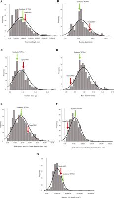 Chromosome groups 5, 6 and 7 harbor major quantitative trait loci controlling root traits in bread wheat (Triticum aestivum L.)